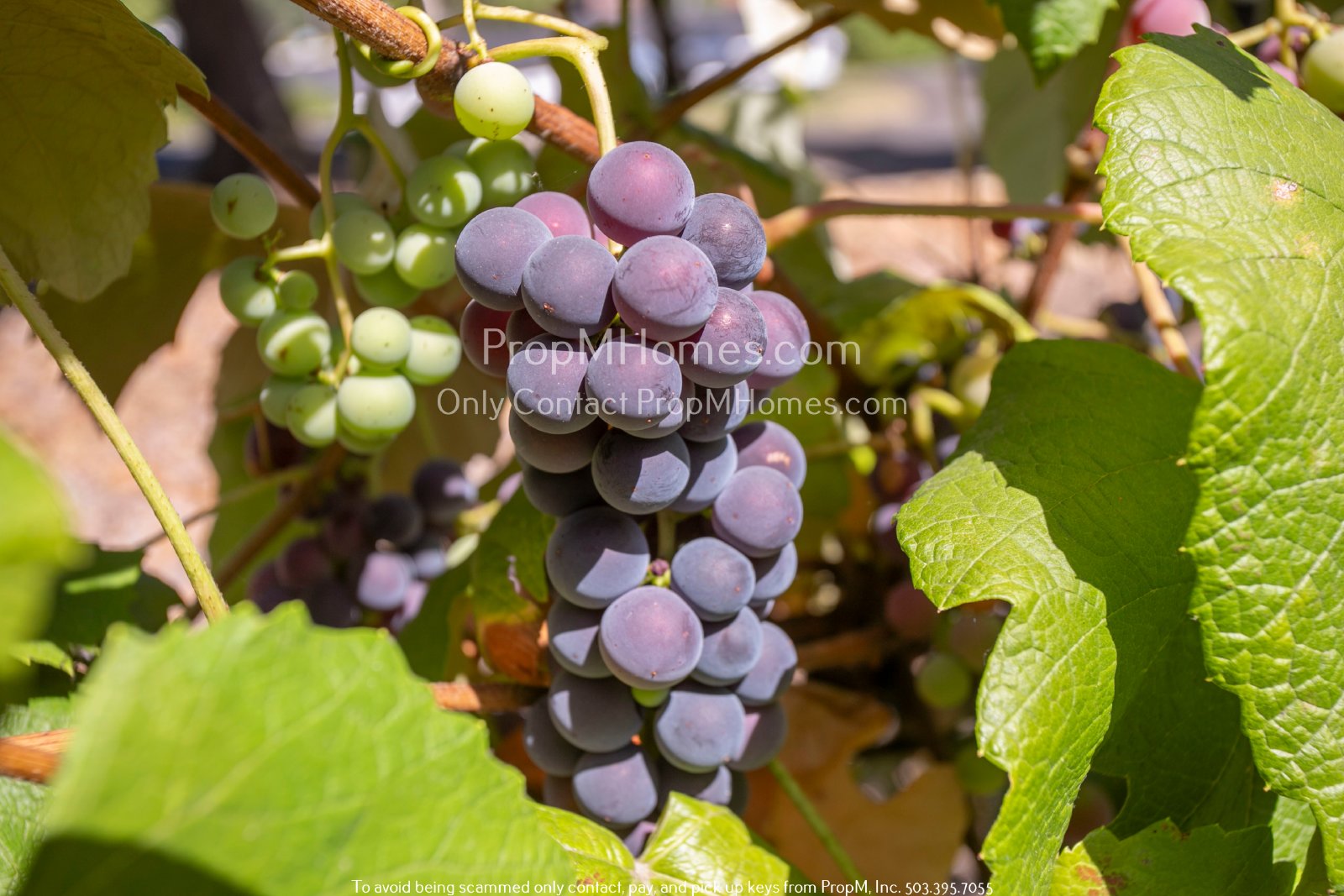 Gorgeous Three-Bedroom Home in West Linn on a Half Acre W/ Landscaping Included! property image