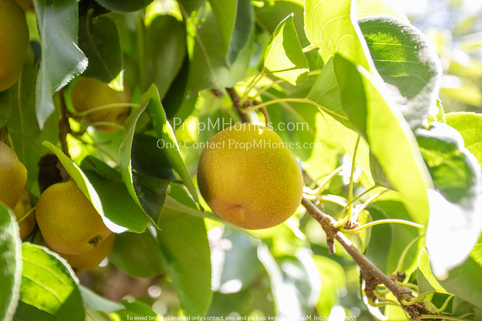 Gorgeous Three-Bedroom Home in West Linn on a Half Acre W/ Landscaping Included! property image