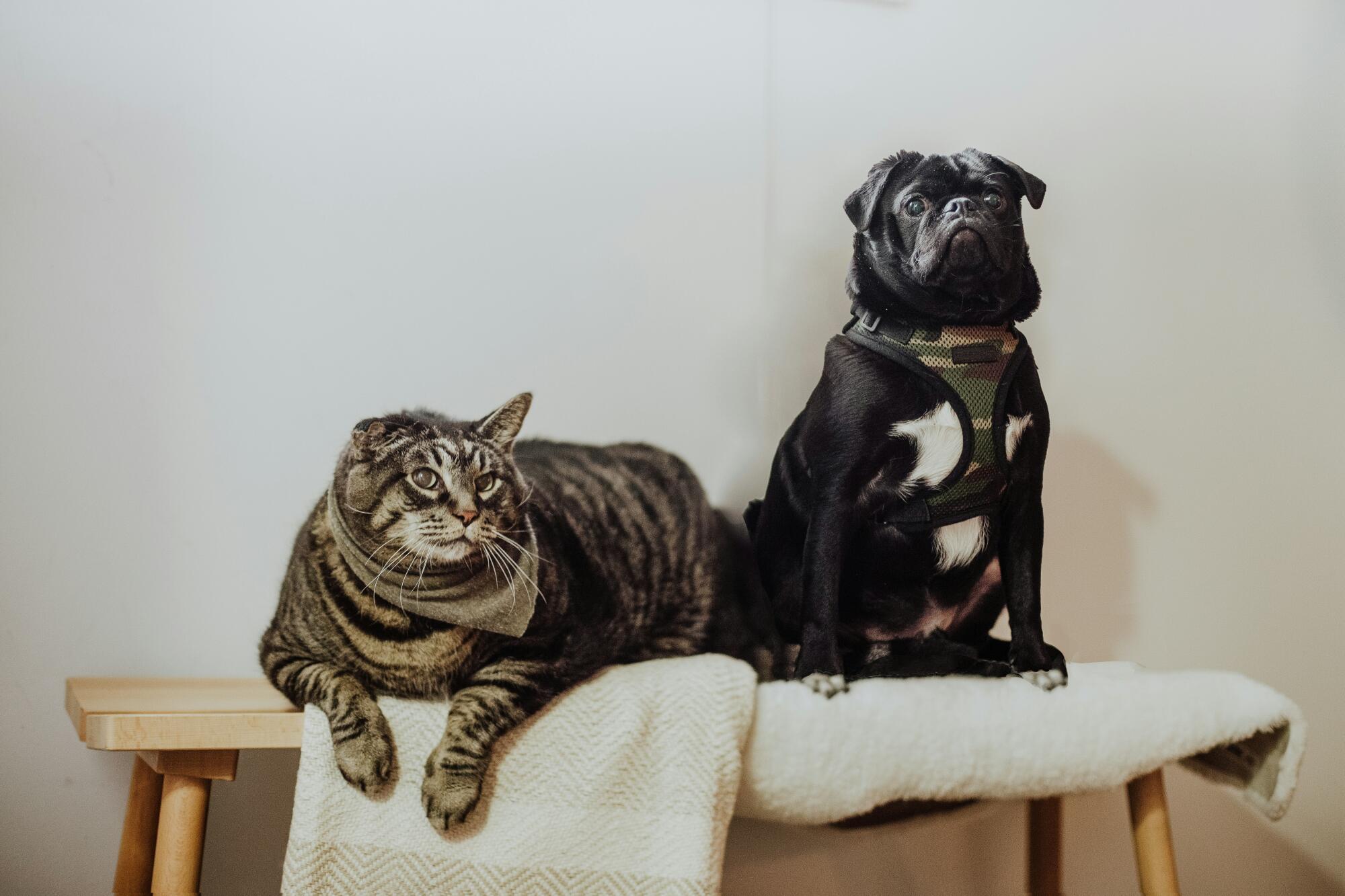 Navigating Pets in a Rental Property in Portland, OR: A Complete Guide